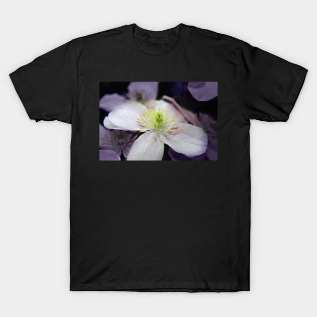 Pink Clematis flower T-Shirt by InspiraImage